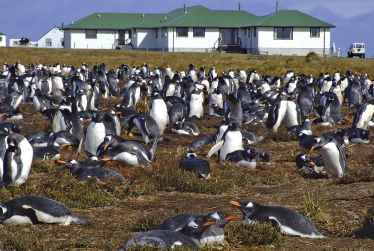 Sea Lion Island National Nature Reserve : Sealion Island